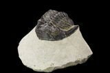 Bargain, Hollardops Trilobite - Visible Eye Facets #119820-1